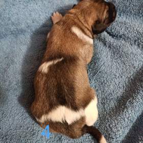 Foto inzerátu Český horský pes s PP FCI 