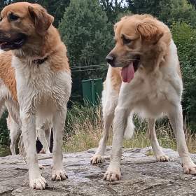 Fotka k inzerátu Český horský pes s PP FCI  / 19644248