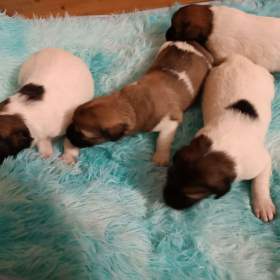 Český horský pes s PP FCI  / 19651902