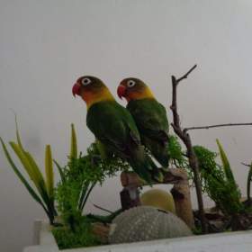  Agapornis Fischeruv / 19653063