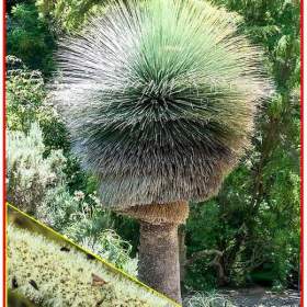 Fotka k inzerátu Trávový strom Xanthorrhoea preissii -  semena / 19653362