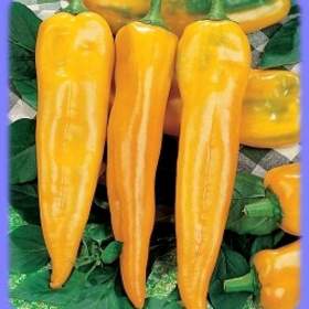 Fotka k inzerátu Paprika Corno Di Toro Giallo -  semena / 19650094