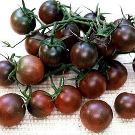 Fotka k inzerátu Rajče Black Cherry -  semena / 19650094