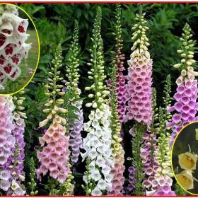 Fotka k inzerátu Digitalis Grandiflora -  Náprstník směs barev -  SEMENA / 19650094