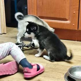 Fotka k inzerátu Alaskan klee kai / 19646517