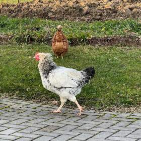 Foto inzerátu Prodám kohouty