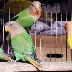 Foto inzerátu Agapornis růžohrdlý opalin 2025