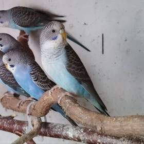 Foto inzerátu Andulky blackwing 2025