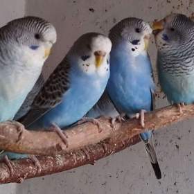 Fotka k inzerátu Andulky blackwing 2025 / 19176041