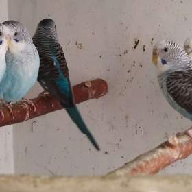 Foto inzerátu Andulky blackwing 2025