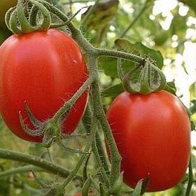 Rajče Salus -  semena / 19655047