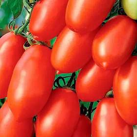 Foto inzerátu Rajče San Marzano Gigante 3 - semena