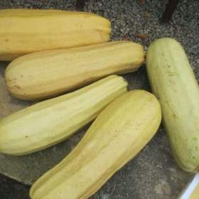 Foto inzerátu Tykev Kveta - semena