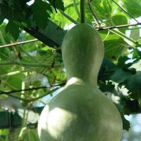 Tykev Lagenárie Birdhouse bottle -  semena / 19655051