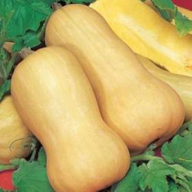 Tykev muškátová Butternut (Liscia) -  semena / 19655052