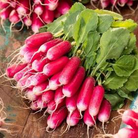 Ředkvička Slovana -  semena / 19655053