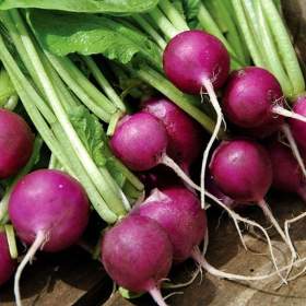 Ředkvička Viola -  semena / 19655054