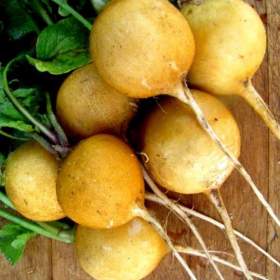 Ředkvička Zlata -  semena / 19655055