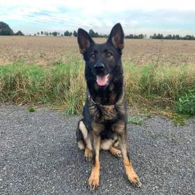 Fotka k inzerátu Německý ovčák -  štěňata s PP / 19651902