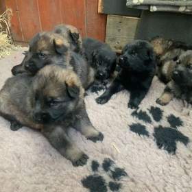 Foto inzerátu Německý ovčák - štěňata s PP