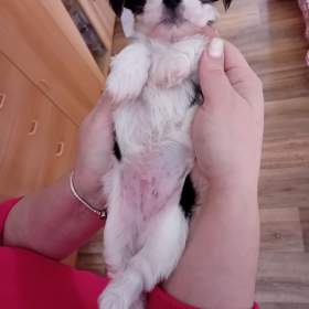 Fotka k inzerátu Jorkšír pejsek  / 19651902