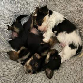 Foto inzerátu Jorkšír pejsek 