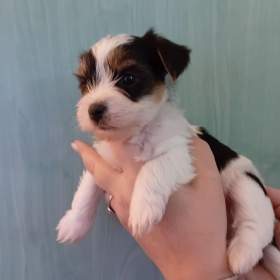 Foto inzerátu Jorkšír pejsek 