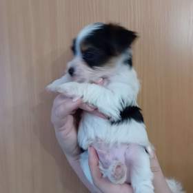 Foto inzerátu Jorkšír pejsek 