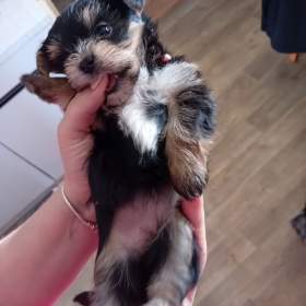 Fotka k inzerátu Jorkšír fenky / 19651902