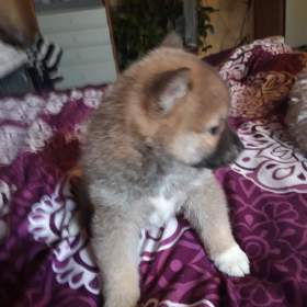 Foto inzerátu Schiba Inu