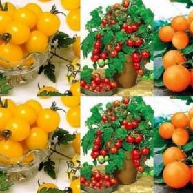 Foto inzerátu Rajče set tří druhů Aztek, Vilma a Venus - semena