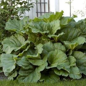 Fotka k inzerátu Rebarbora -  semena / 19655052