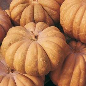 Fotka k inzerátu Tykev muškátová Moscata di Provenza -  semena / 19655052