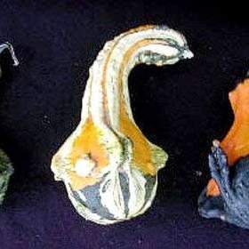 Fotka k inzerátu Tykev okrasná -  Andělská křídla -  semena / 19655052