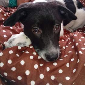 Fotka k inzerátu Štěně křížence labradora s border kolii  / 19237254