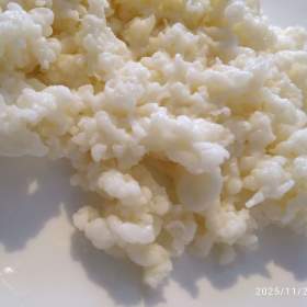 Fotka k inzerátu Kefírová zrna z mléka z farky / 18160508