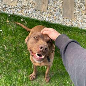 Foto inzerátu Darujeme fenku