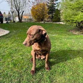 Darujeme fenku / 19655356