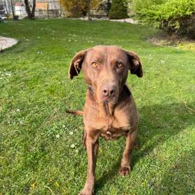 Foto inzerátu Darujeme fenku