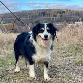 Foto inzerátu AKIMA - kastrovaná fenečka 7 let