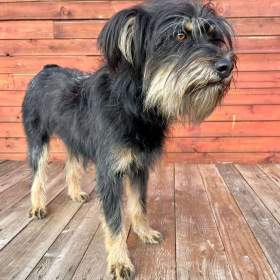 Foto inzerátu JULINKA - fenečka 9 měsíců 