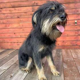 Foto inzerátu JULINKA - fenečka 9 měsíců 