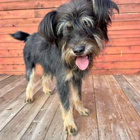 Fotka k inzerátu JULINKA -  fenečka 9 měsíců  / 19237254