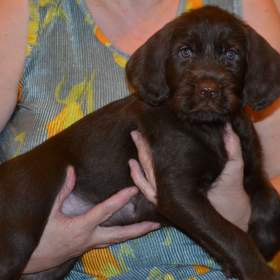 Foto inzerátu Pudlpointr s PP