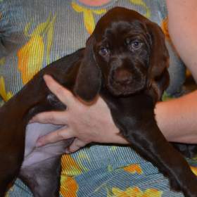 Foto inzerátu Pudlpointr s PP