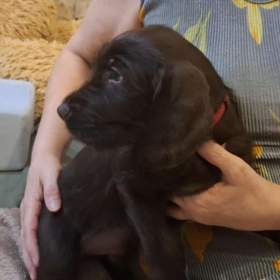 Foto inzerátu Pudlpointr s PP