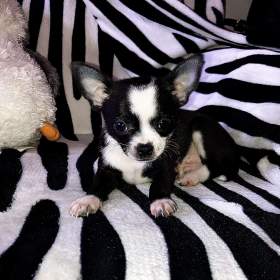 Fotka k inzerátu Prodám štěňátko čivavy  / 19658600