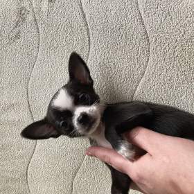 Foto inzerátu Prodám štěňátko čivavy