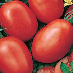 Fotka k inzerátu Rajče Terion -  semena / 19388630