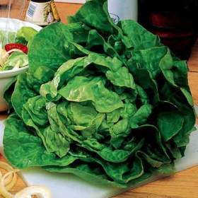 Foto inzerátu Salát hlávkový Jupiter - semena